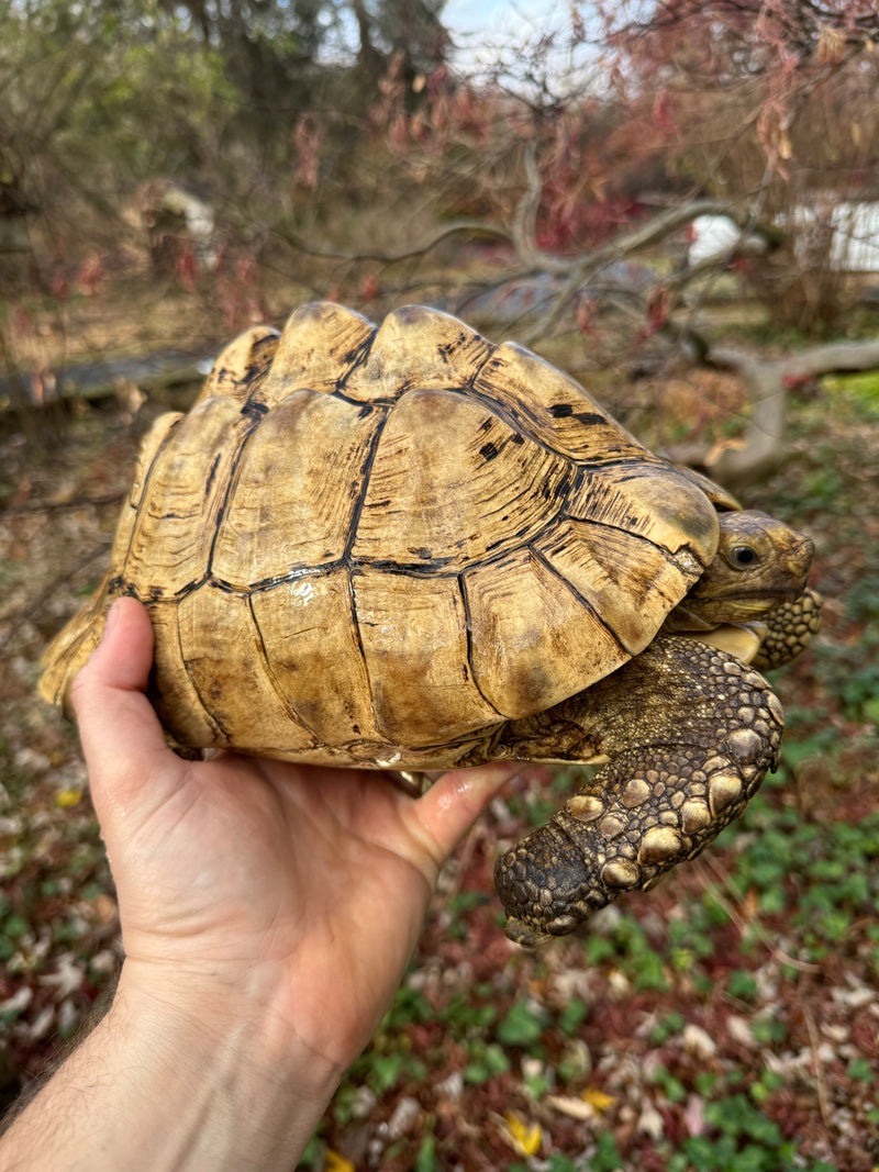 Leopard Tortoise Adult Male