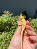 Crimson Red Albino Green Iguana 2026