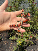 Florida Scarlet Snake Adult Female