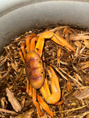 Albino T+ St. Martin Giant Satanic Zombie Land Crab (Gecarcinus ruricola)