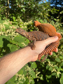Super Red Niger Uromastyx Adult Pair