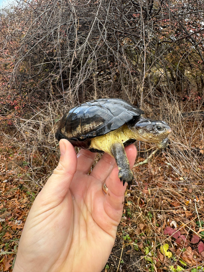 African Dwarf Mud Turtle Adult Female