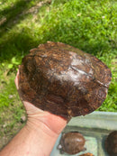 Adult Leaf Turtle Group 1.3 (Cyclemys oldhamii)