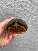 Red Cheeked Mud Turtle Adult Trio