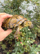 Spanish Pond Turtle Adult Pair