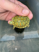 Hi Red Line Bred Pastel Red Eared Slider Turtle 2024
