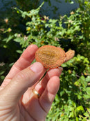 Hypo Peach Geoffroy's Sideneck Turtle