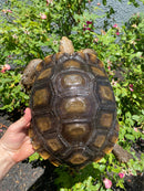 Burmese Brown Mountain Tortoise Female