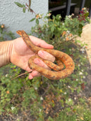 Red Salt Marsh Water Snake Adult Female