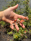 Florida Scarlet Snake Adult Female