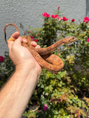 Red Salt Marsh Water Snake Adult Female