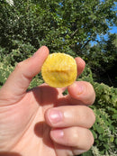 Albino Yellow Bellied Slider Turtle Male