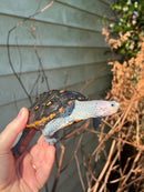 Ornate Diamondback Terrapin Female