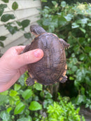 Adanson's Mud Turtles Pair