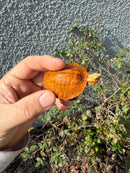 Bourret's Flowerback Box Turtle 2026