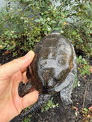 Franco-Italian Pond Turtle Adult Male