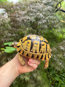 Libyan Greek Tortoise Adult Female