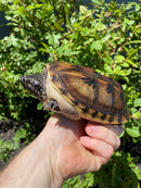 Mexican Giant Musk Adult Pair