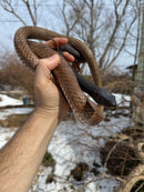 Eastern Coach Whip Adult Female