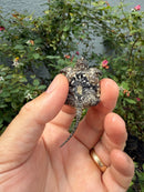 Hypomelanistic Common Snapping Turtle 2026