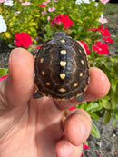 Hi Color Yellow Baby Eastern Box Turtle