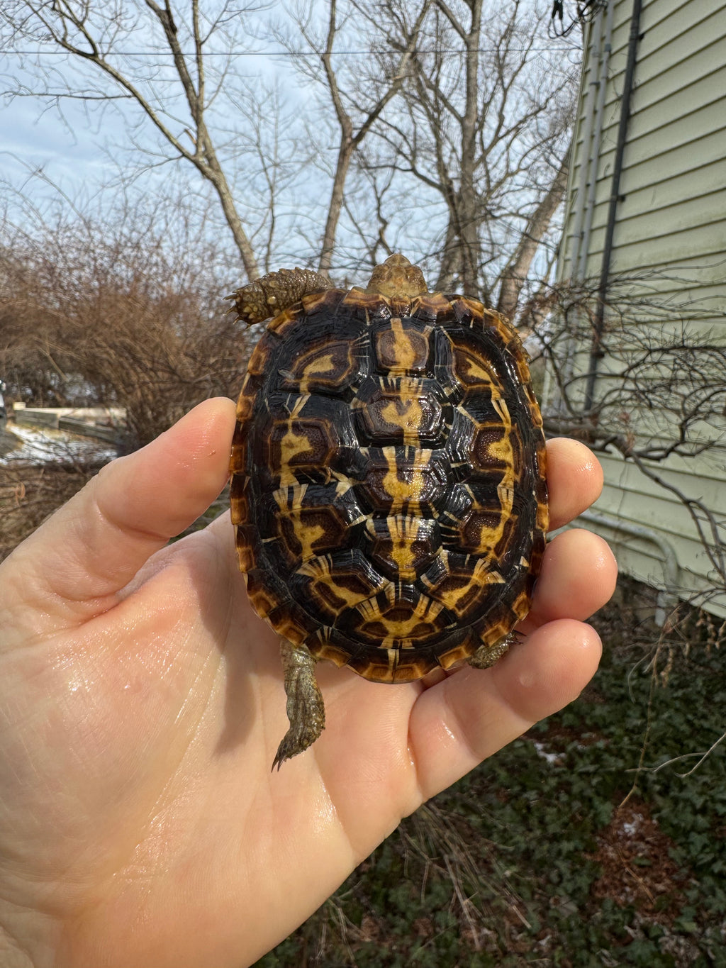Pancake Tortoise Female #2603 (Malacochersus tornieri)