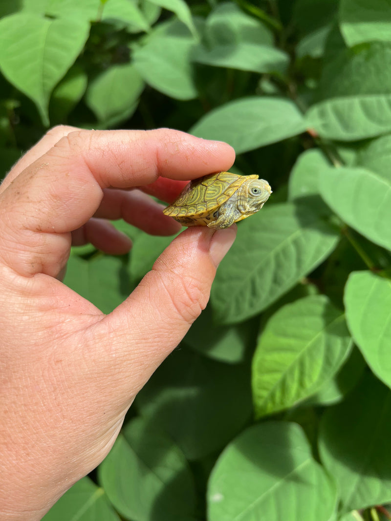 Pastel Clown Red Eared Slider Turtle 2024