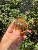Flame Pastel Clown Northern Red Bellied Turtle