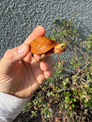 Bourret's Flowerback Box Turtle 2026