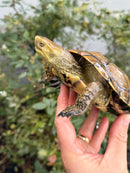 Spanish Pond Turtle Adult Pair