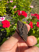 Alligator Snapping Turtle X Common Snapping Turtle