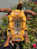 Red Foot Tortoise Adult Male