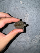 Hi White Concentric Diamondback Terrapin 2024