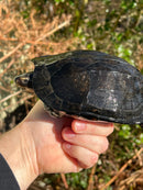 Black Marsh Turtle Adult Pair