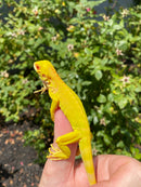 Crimson Red Albino Green Iguana 2026