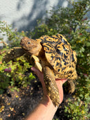 Hi White Leopard Tortoise Female