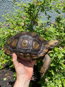 Burmese Brown Mountain Tortoise Female