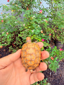 Hypomelanistic Cherryhead Red Foot Tortoise Baby 2026