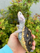 Ornate Diamondback Terrapin Female