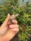 Hypomelanistic Common Snapping Turtle 2026