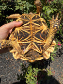 Sri Lankan Star Tortoise 2010