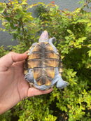 Ornate Diamondback Terrapin Male