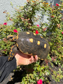 Red Foot Tortoise Adult Female