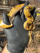 Super Enchi Low White Pied Ball Python Female