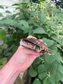 African Helmeted Turtle Adults (Pelomedusa subrufa)