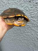 Hybino Red-Eared Slider Adult Female