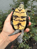 Franco-Italian Pond Turtle Adult Male