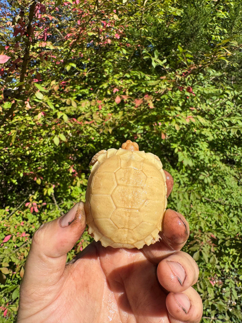 Albino African Spurred Tortoise Baby 2025