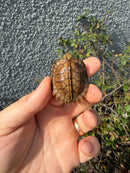Southern Keeled Box Turtle Baby