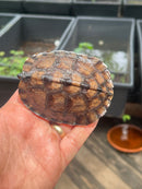 Spot Legged Wood Turtle 2023 CB Baby
